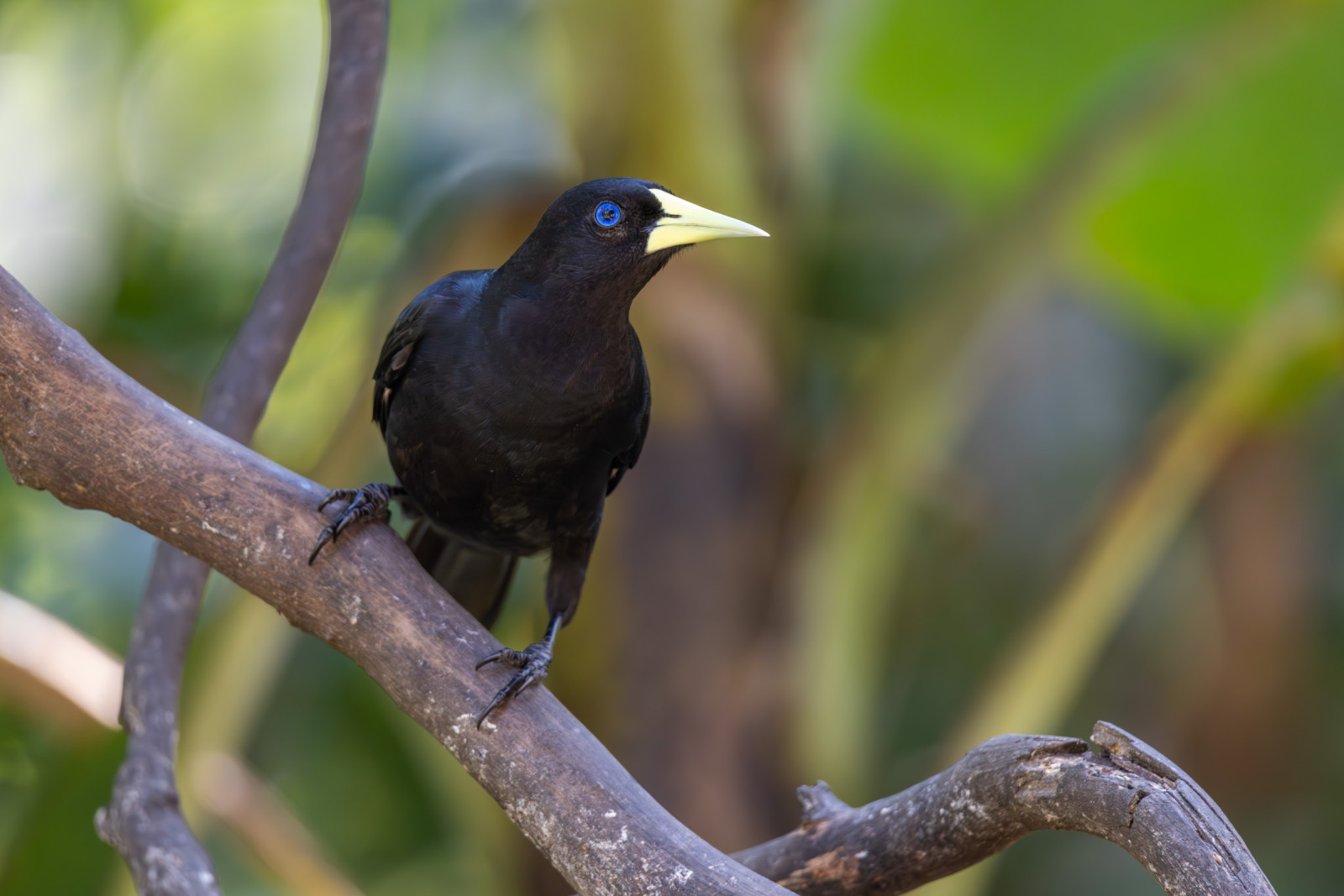 image Red-rumped Cacique